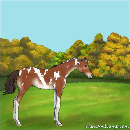 Horse Color:White Spotted Bay Tobiano Rabicano 