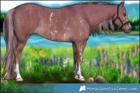 Horse Color:Liver Red Dun Sabino Rabicano  and White Spotted Chocolate Palomino Dun Rabicano 
