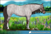 Horse Color:White Spotted Liver Red Dun Roan Rabicano 