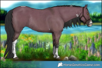 Horse Color:Liver Red Dun Sabino Tobiano Rabicano