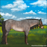 Horse Color:Liver Red Roan Rabicano 