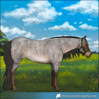 Horse Color:Liver Red Roan Rabicano 