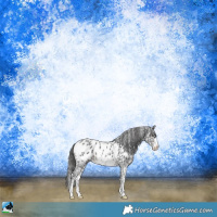 Horse Color:Black Sabino Appaloosa Rabicano 