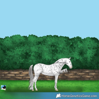 Horse Color:Black Sabino Appaloosa Rabicano 