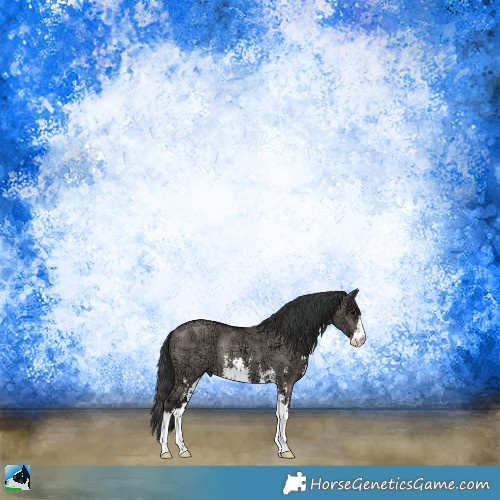 Horse Color:Grullo Ice Sabino Rabicano 