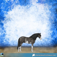 Horse Color:Grullo Ice Sabino Rabicano