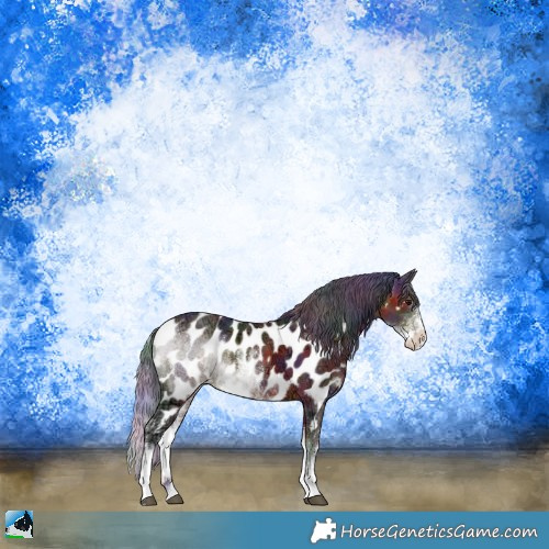 Horse Color:Nacre Brown Ice Sabino Appaloosa Rabicano 