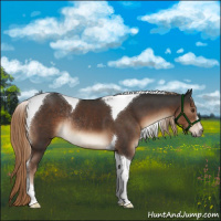 Horse Color:Liver Chestnut Sabino Tobiano Rabicano
