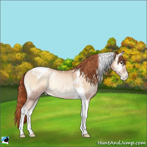 Horse Color:Classic Champagne Pearl Onyx Tobiano 