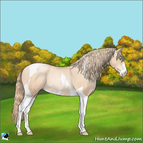 Horse Color:Gold Champagne Pearl Sabino Tobiano Rabicano 