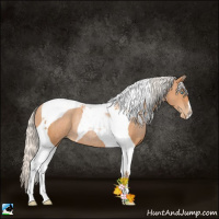 Horse Color:Silver Bay Pearl Tobiano Rabicano 