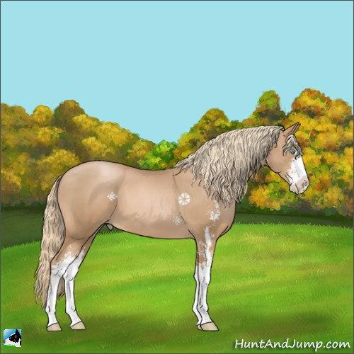 Horse Color:Chestnut Pearl Sabino 