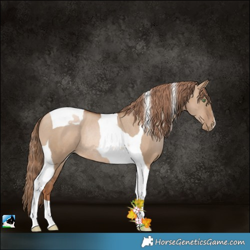 Horse Color:Liver Red Dun Pearl Tobiano Rabicano