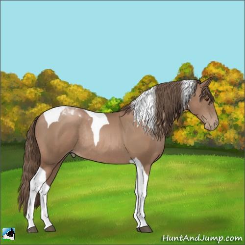 Horse Color:Black Pearl Tobiano Rabicano 