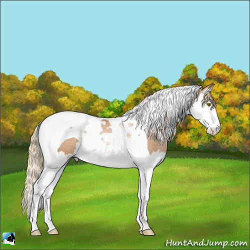 Horse Color:Chestnut Pearl Splash Tobiano Rabicano 