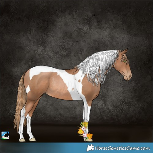 Horse Color:Liver Chestnut Pearl Tobiano Rabicano