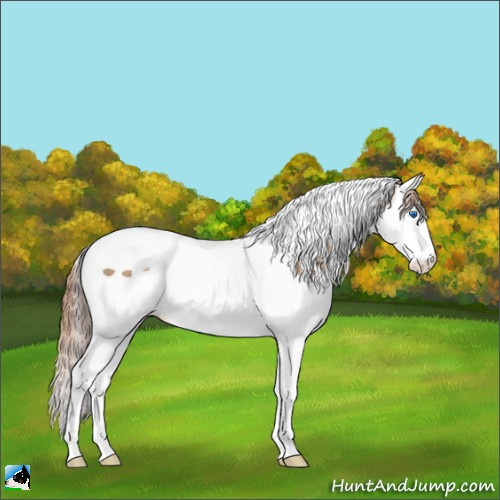 Horse Color:Liver Chestnut Pearl Splash Tobiano 
