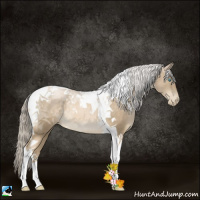 Horse Color:Chocolate Palomino Pearl Tobiano Rabicano 