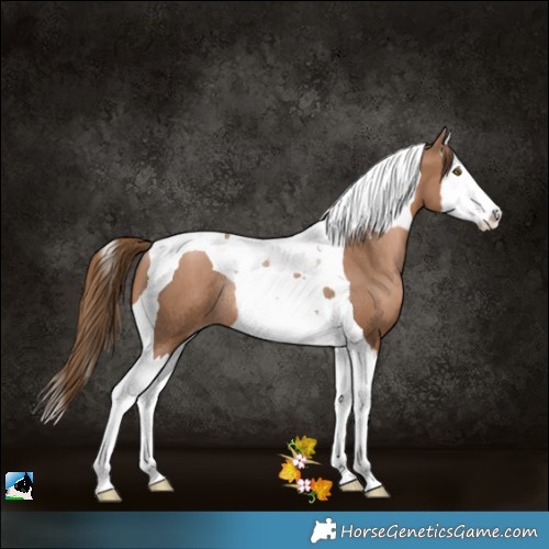 Horse Color:White Spotted Liver Chestnut Pearl Splash Tobiano Rabicano 