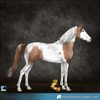 Horse Color:White Spotted Liver Chestnut Pearl Splash Tobiano Rabicano 