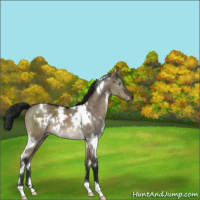 Horse Color:Gray White Spotted Brown Dun Mushroom Brindle 