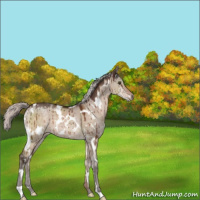 Horse Color:White Spotted Silver Brown Dun Mushroom Brindle 