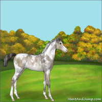 Horse Color:White Spotted Liver Red Dun Ice Sabino Rabicano 