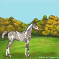 Horse Color:White Spotted Silver Brown Dun Sabino Rabicano Brindle 