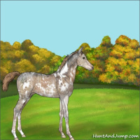 Horse Color:Gray White Spotted Liver Red Dun Ice Brindle
