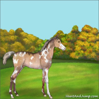 Horse Color:White Spotted Silver Brown Dun Mushroom Sabino Rabicano