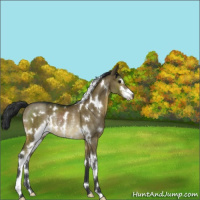 Horse Color:White Spotted Brown Dun Sabino Rabicano Brindle 