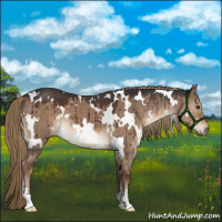 Horse Color:White Spotted Liver Red Dun Brindle 