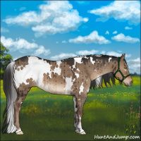 Horse Color:White Spotted Liver Red Dun Brindle 