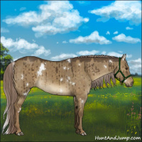 Horse Color:White Spotted Chocolate Palomino Dun Brindle 