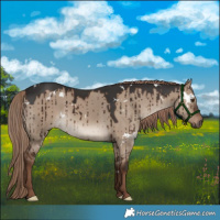 Horse Color:White Spotted Liver Red Dun Rabicano Brindle