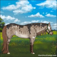Horse Color:White Spotted Liver Red Dun Rabicano Brindle 