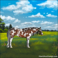 Horse Color:White Spotted Bay 