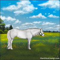 Horse Color:Platinum White Spotted Chocolate Palomino Pearl Dun Splash Rabicano