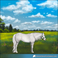 Horse Color:Platinum White Spotted Chocolate Palomino Pearl Dun Splash Rabicano