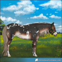 Horse Color:White Spotted Liver Chestnut 