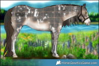 Horse Color:Plaid  White Spotted Liver Chestnut Sabino 