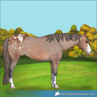 Horse Color:Bay Appaloosa 