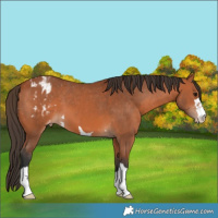 Horse Color:Bay Appaloosa 
