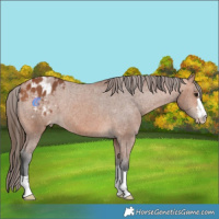 Horse Color:Bay Varnish 