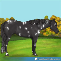 Horse Color:White Spotted Smoky Black 