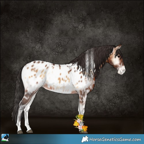Horse Color:Brown Ice Onyx Appaloosa