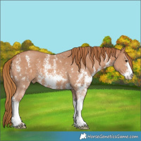 Horse Color:Chestnut Sabino