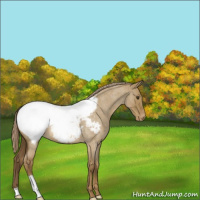 Horse Color:Chocolate Palomino Roan Dun Appaloosa 