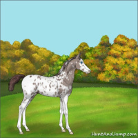 Horse Color:White Spotted Chocolate Grullo Ice Splash Appaloosa 