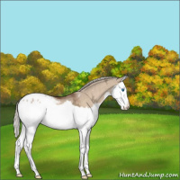 Horse Color:Silver Bay Ice Dun Splash Appaloosa 